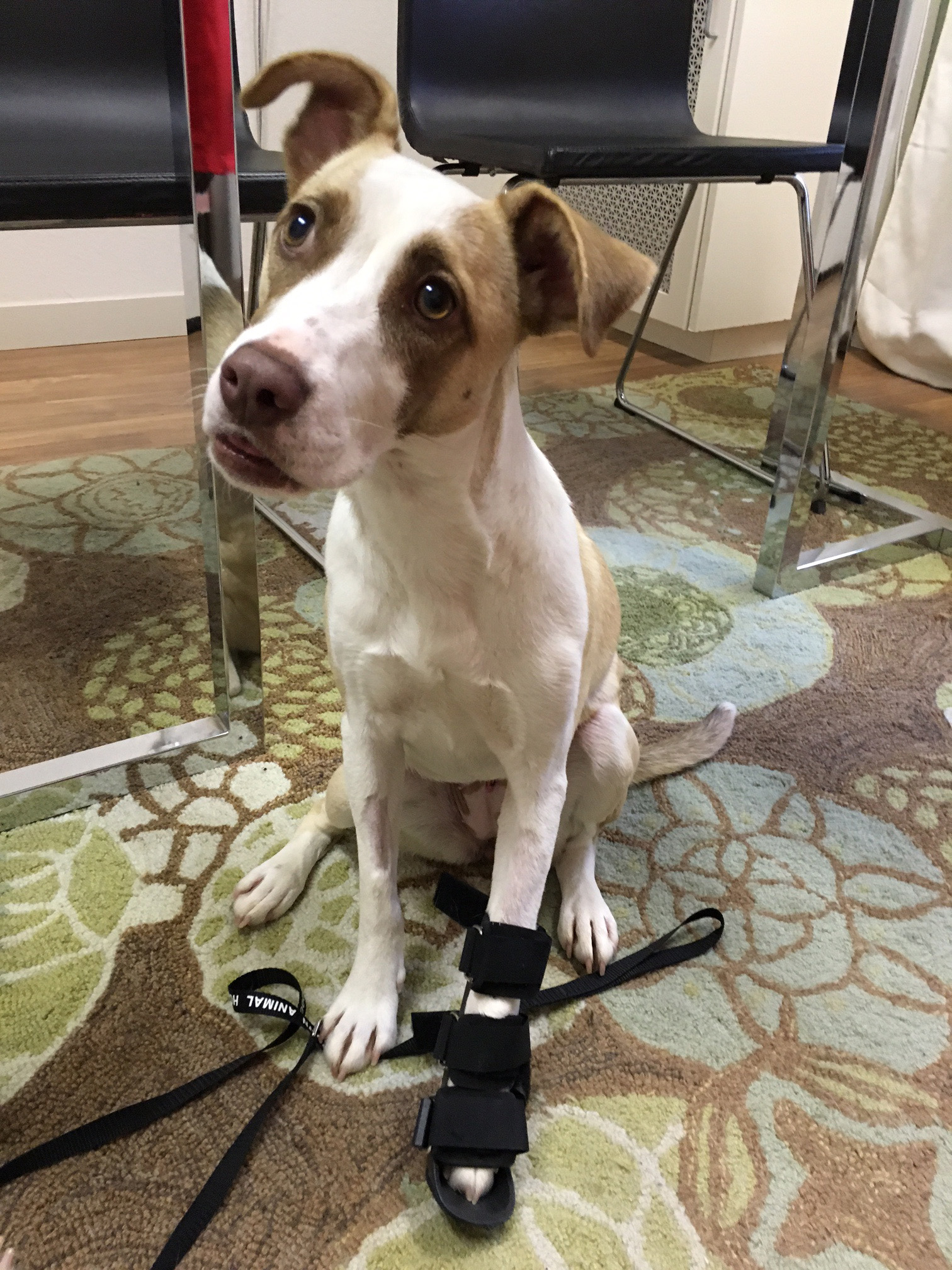 Middletown Animal Hospital Veterinarian in Middletown, CA US